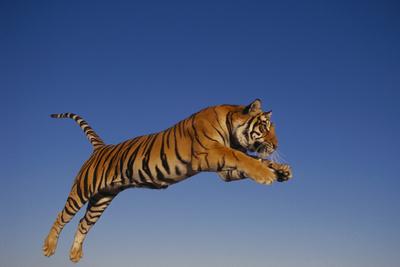 Premium Photographic Print, , small