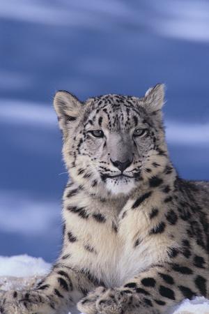 Premium Photographic Print, , small