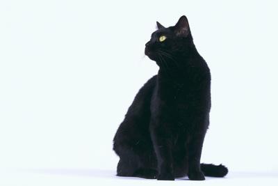 Premium Photographic Print, , small