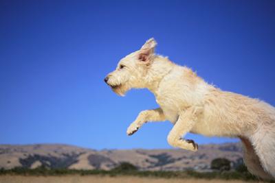 Premium Photographic Print, , small