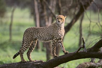Premium Photographic Print, , small