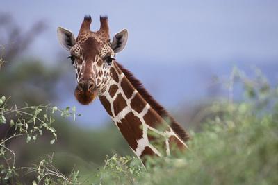 Premium Photographic Print, , small