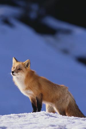 Premium Photographic Print, , small