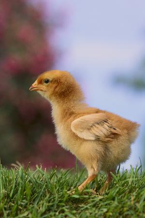 Premium Photographic Print, , small