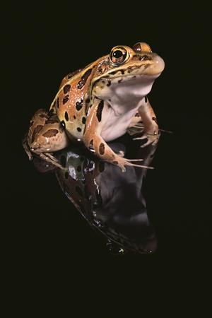 Premium Photographic Print, , small