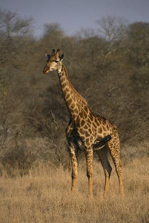 Premium Photographic Print, , small