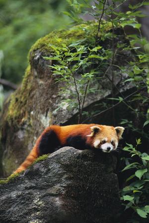 Premium Photographic Print, , small