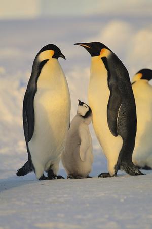 Premium Photographic Print, , small