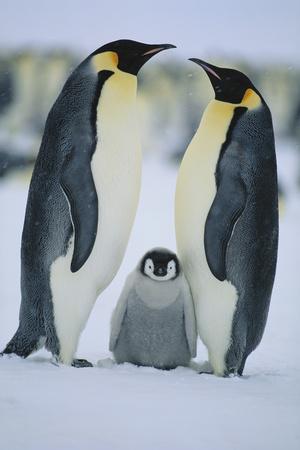 Premium Photographic Print, , small