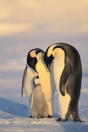Premium Photographic Print, , small