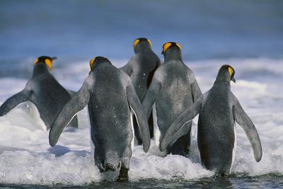 Premium Photographic Print, , small
