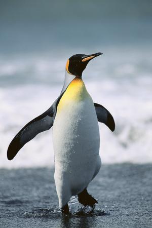 Premium Photographic Print, , small