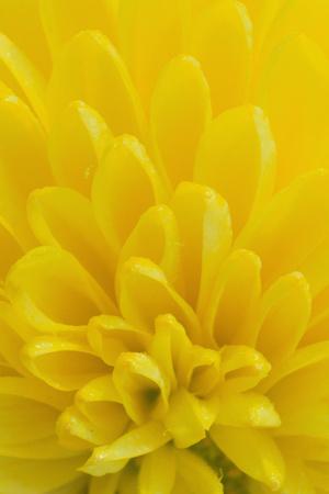 Premium Photographic Print, , small
