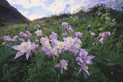 Premium Photographic Print, , small