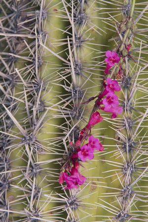 Premium Photographic Print, , small