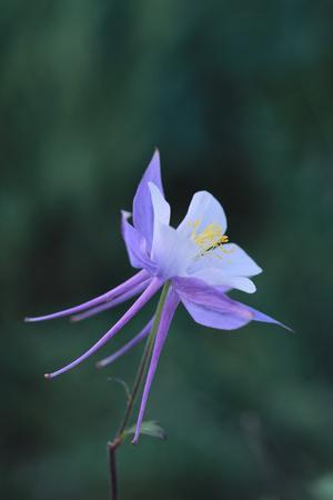 Premium Photographic Print, , small