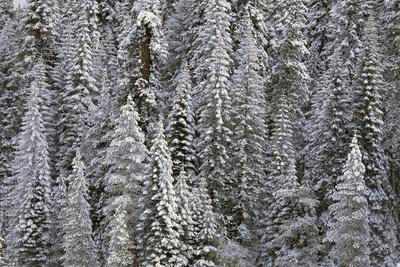 Premium Photographic Print, , small