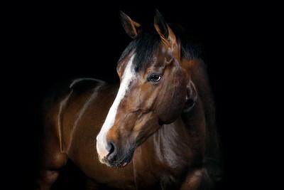 Premium Photographic Print, , small