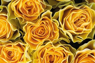 Premium Photographic Print, , small