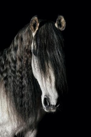 Premium Photographic Print, , small