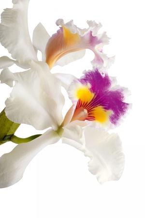 Premium Photographic Print, , small