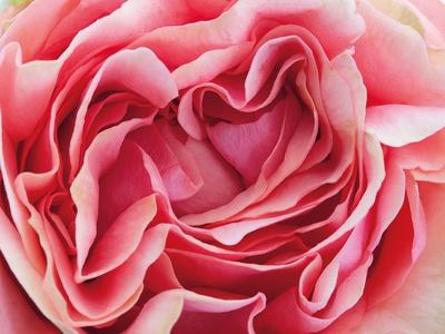 Premium Photographic Print, , small