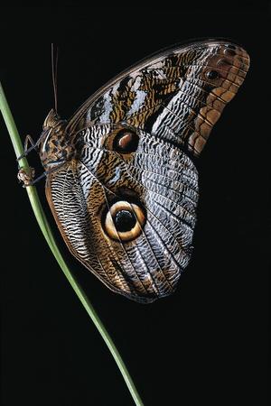 Premium Photographic Print, , small
