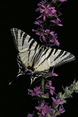 Premium Photographic Print, , small