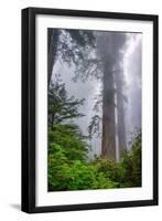 Misty Milky Redwood Tree, California Coast-Vincent James-Framed Photographic Print