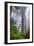 Misty Milky Redwood Tree, California Coast-Vincent James-Framed Photographic Print