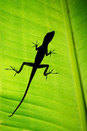 Photographic Print, , small