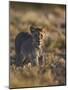Lion (Panthera Leo), Immature, Kgalagadi Transfrontier Park-James Hager-Mounted Photographic Print