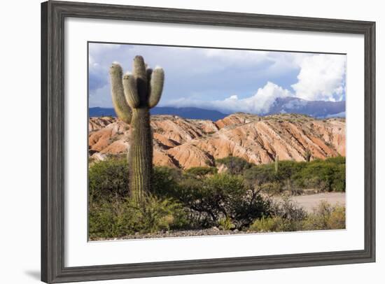 Candelabra Cactus, Valle Tin Tin, Los Cardones Park, Argentina-Peter Groenendijk-Framed Photographic Print