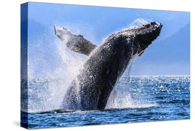 Stretched Canvas Print, , small