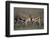 Thomson's Gazelles Sparring-Paul Souders-Framed Premium Photographic Print