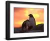 Gentoo Penguin and Chick, Antarctica-Hugh Rose-Framed Photographic Print