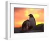 Gentoo Penguin and Chick, Antarctica-Hugh Rose-Framed Photographic Print