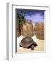 Aldabran Giant Tortoise, Curieuse Island, Seychelles, Africa-Pete Oxford-Framed Photographic Print