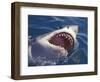 Dangerous Mouth of the Great White Shark, South Africa-Michele Westmorland-Framed Photographic Print