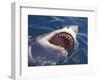 Dangerous Mouth of the Great White Shark, South Africa-Michele Westmorland-Framed Photographic Print