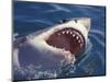 Dangerous Mouth of the Great White Shark, South Africa-Michele Westmorland-Mounted Photographic Print