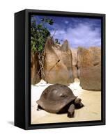 Aldabran Giant Tortoise, Curieuse Island, Seychelles, Africa-Pete Oxford-Framed Stretched Canvas