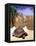 Aldabran Giant Tortoise, Curieuse Island, Seychelles, Africa-Pete Oxford-Framed Stretched Canvas