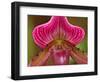 Ladyslipper Orchid-Adam Jones-Framed Photographic Print