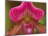 Ladyslipper Orchid-Adam Jones-Mounted Photographic Print