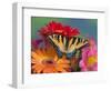 Eastern Tiger Swallowtail Female on Gerber Daisies, Sammamish, Washington, USA-Darrell Gulin-Framed Photographic Print