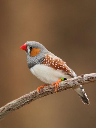 Photographic Print, , small