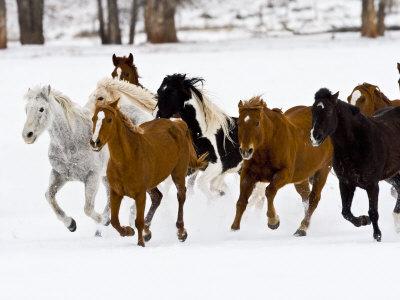 Photographic Print, , small