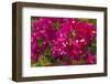 Bougainvillea Flowers, Bavaro, Higuey, Punta Cana, Dominican Republic-Lisa S. Engelbrecht-Framed Photographic Print