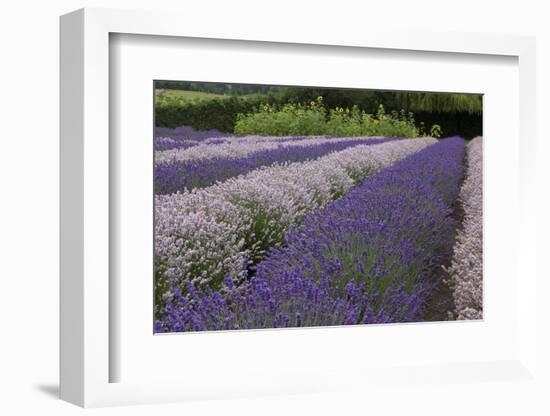 Rows of Lavender in Field with Sunflowers, Sequim, Washington, USA-Merrill Images-Framed Photographic Print